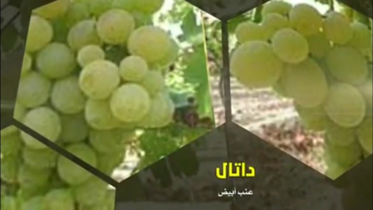 اصناف العنب 16: داتال DATAL