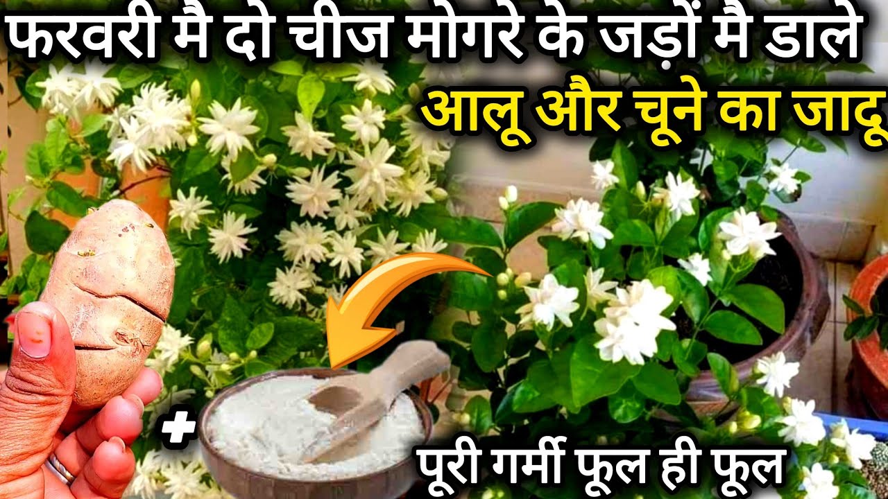 आलू और चूने का जादू।मोगरे के जड़ों मै डालते ही पूरी गर्मी आयेंगे खुशबू वाले फूल,ऑर्गेनिक फर्टिलाइजर