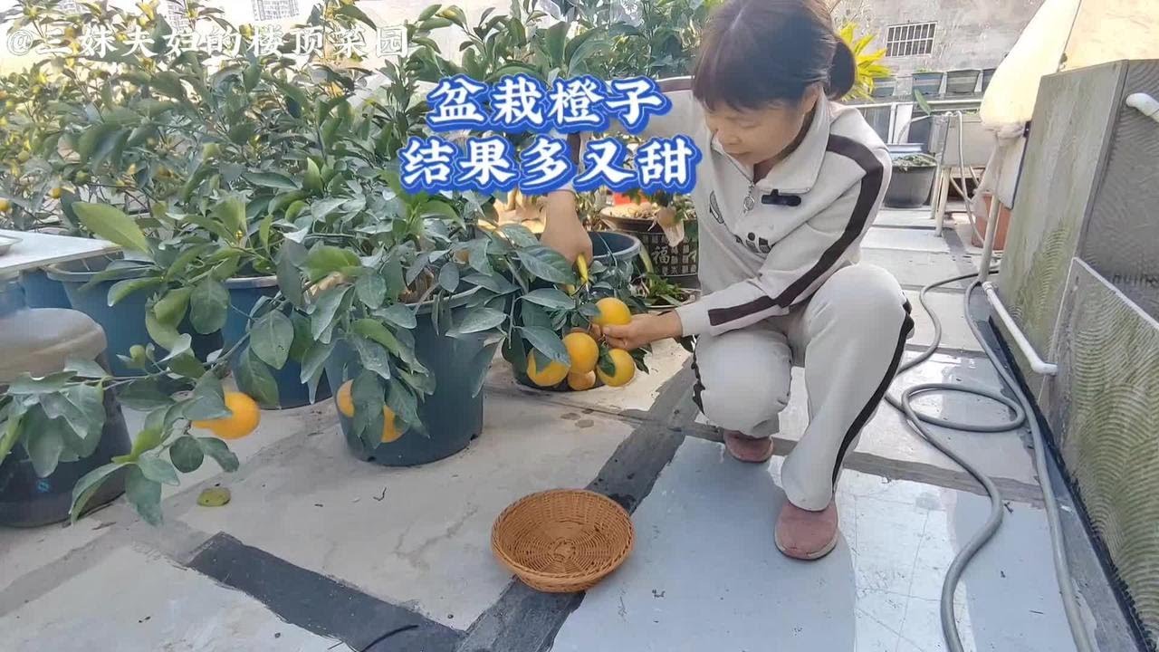盆栽柑橘类水果有方法，种几棵秋冬季果熟多又甜 #种植小技巧