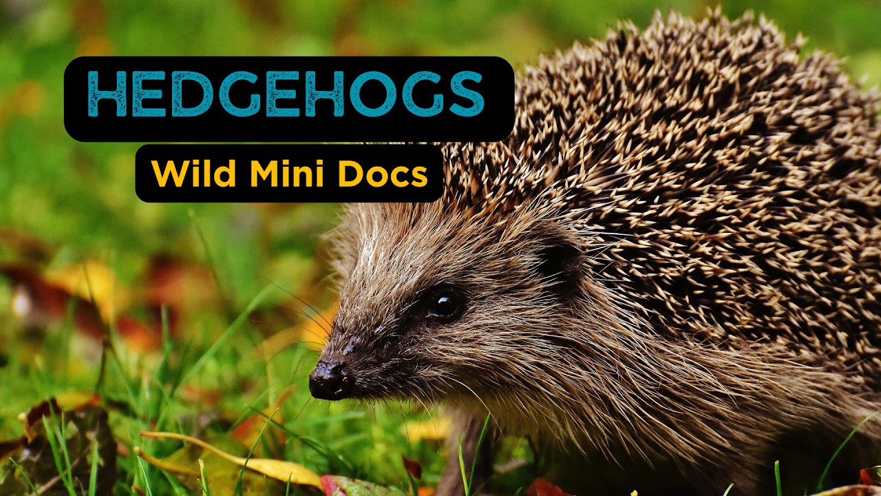 Why Everyone Loves Hedgehogs – And You Should Too