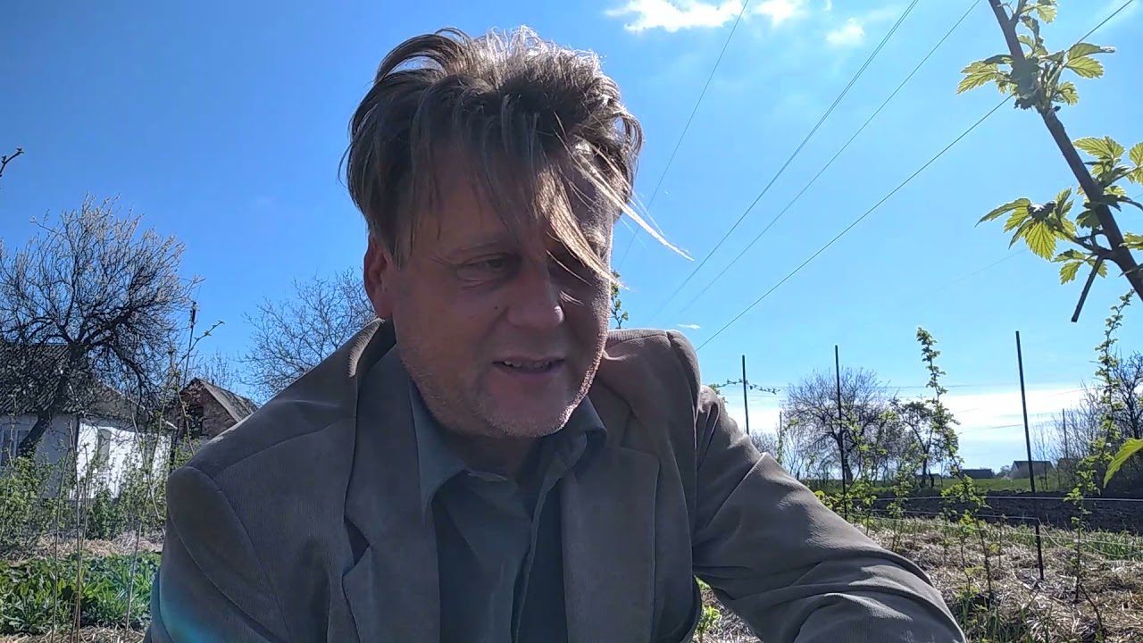 Выращивание малины под соломой. Плюсы и минусы