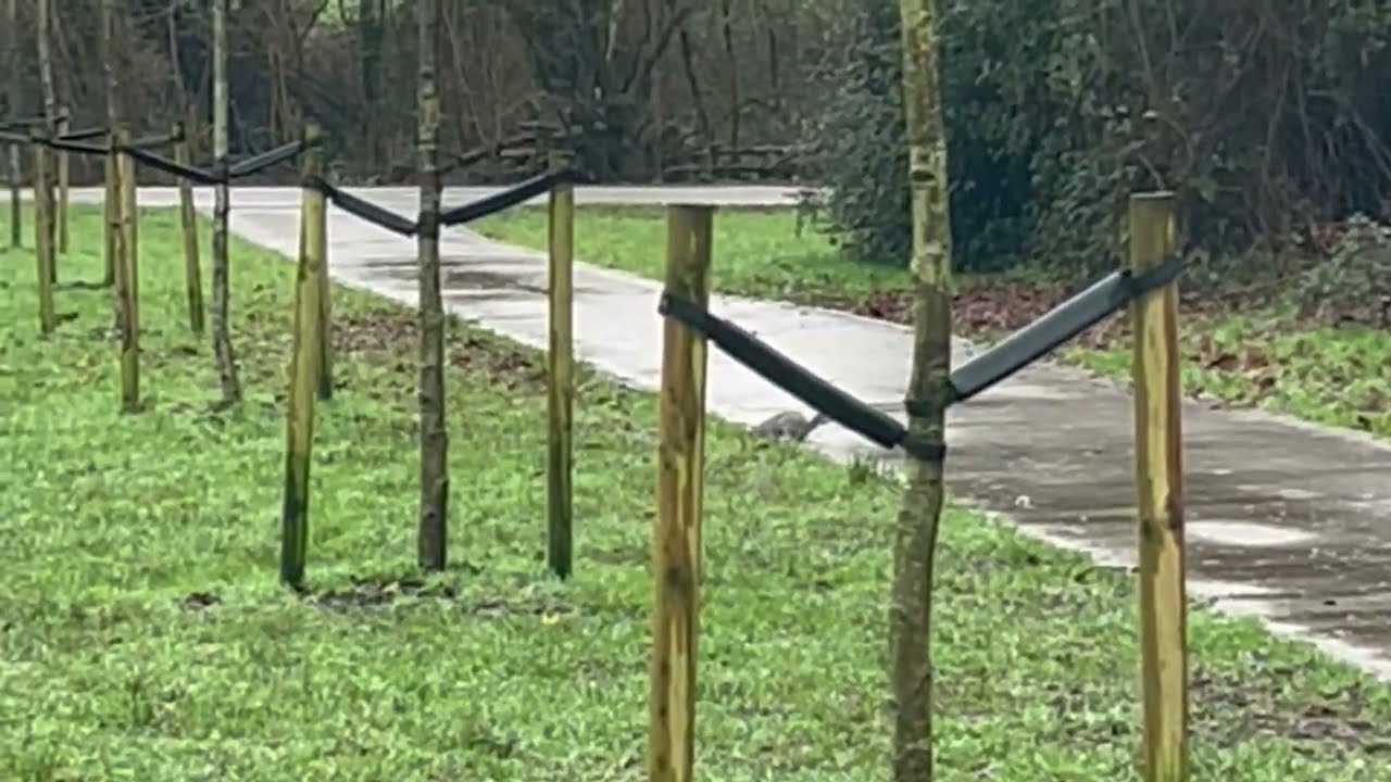 Park pump track and squirrels during my morning walk#healthwellness#midlifewoman 