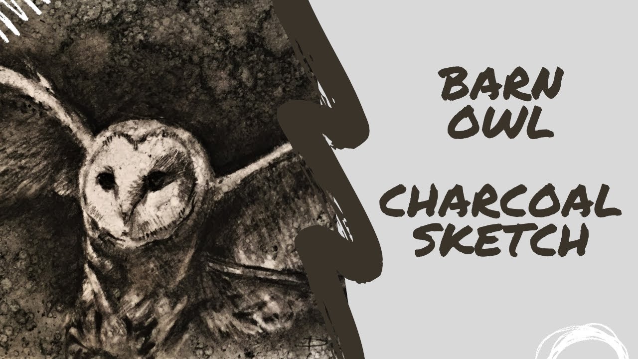 Barn Owl Charcoal Sketch- Daniel Wilson