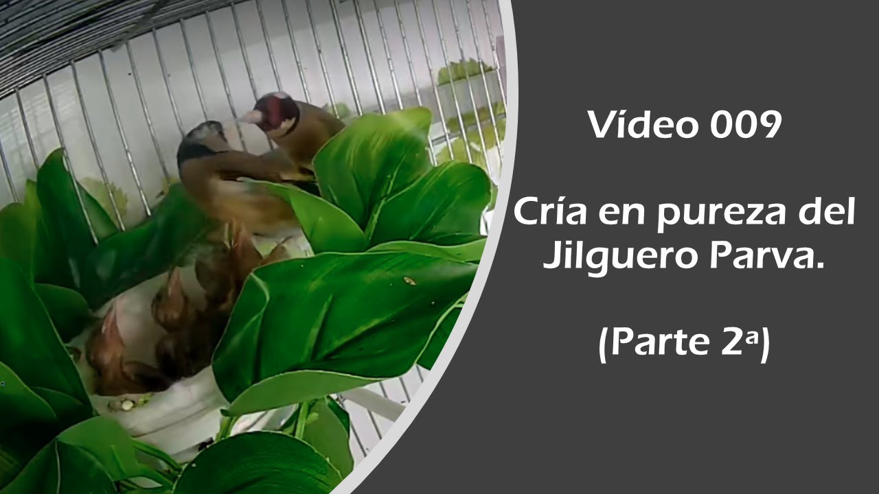009 CRÍA EN PUREZA DEL JILGUERO PARVA (Parte 2ª)