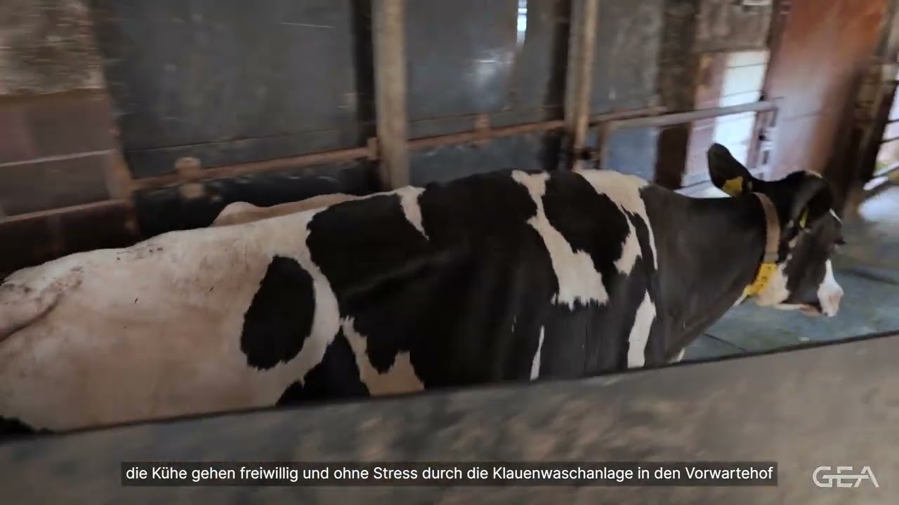 Batch Milking mit 12 GEA DairyRobot R9650 - Landwirt Carsten Göbel