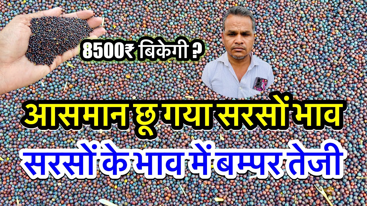 नई सरसों का ताजा भाव आज का अलवर मंडी! सरसों के भाव में आया जोरदार उछाल देखें भाव, #sarso_ka_bhav