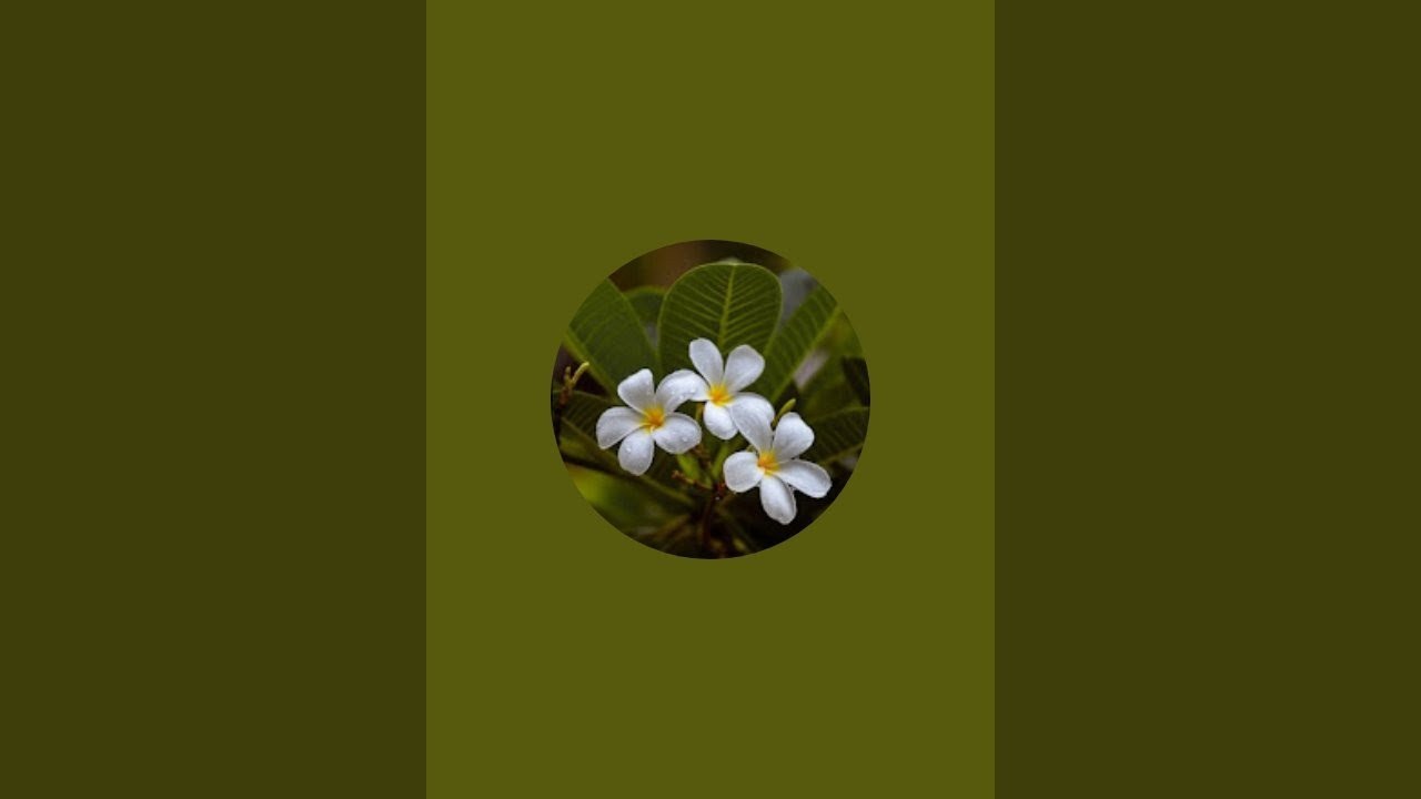 Rana hashmi vlogs subscribe and like