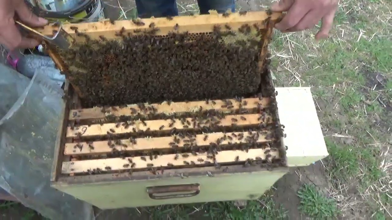 Extinderea familiilor de albine cu foiță albă!