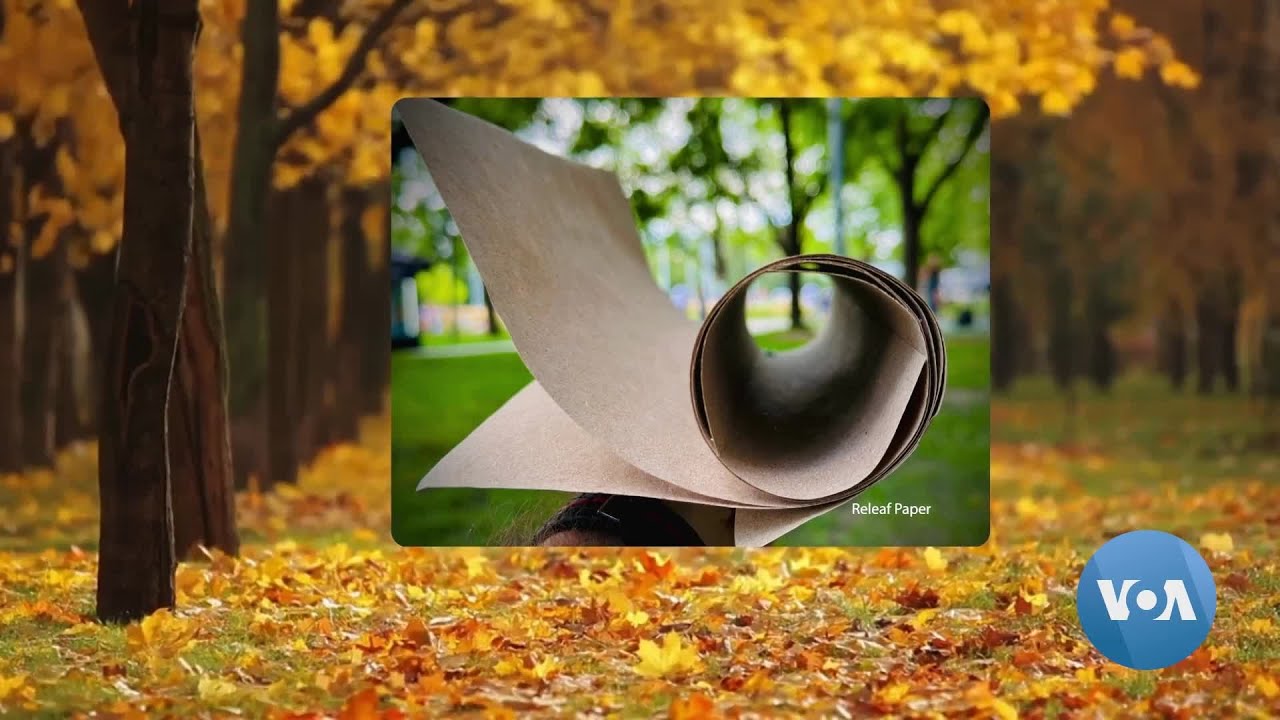 E se de folhas caídas surgisse papel?