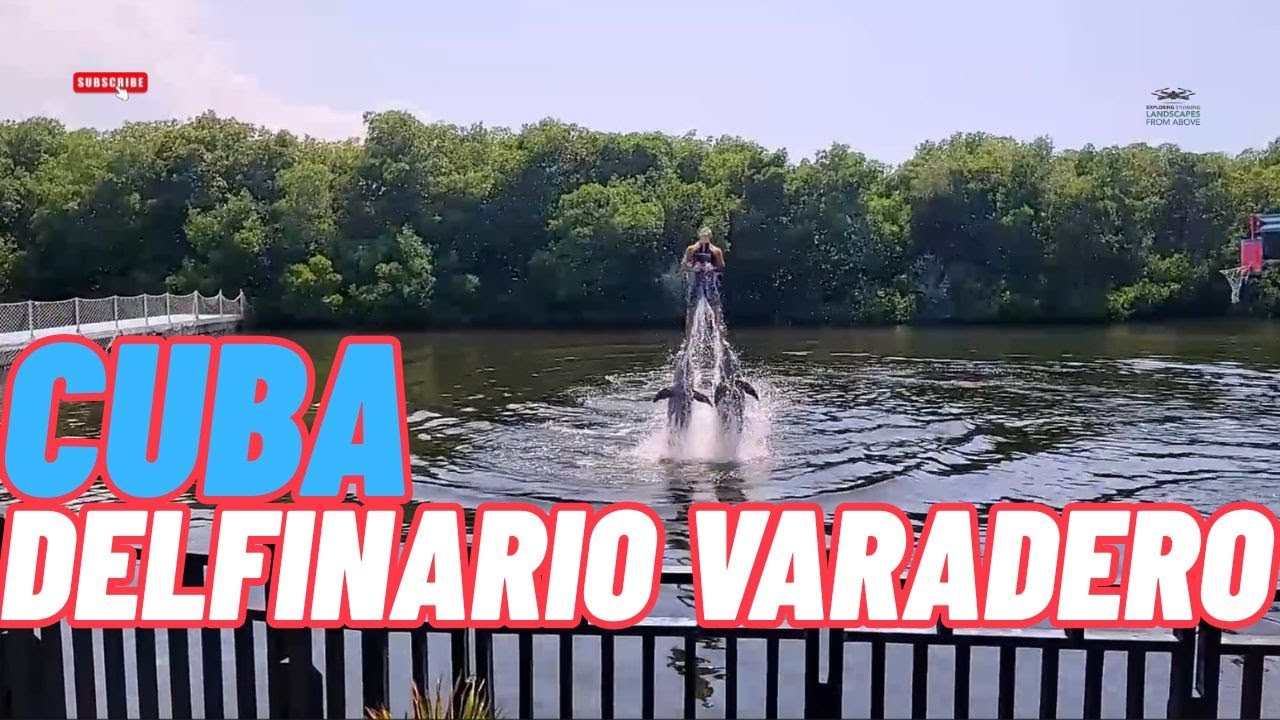 Swimming with Dolphins in Varadero! 🐬 | Inside the Delfinario Cuba Experience