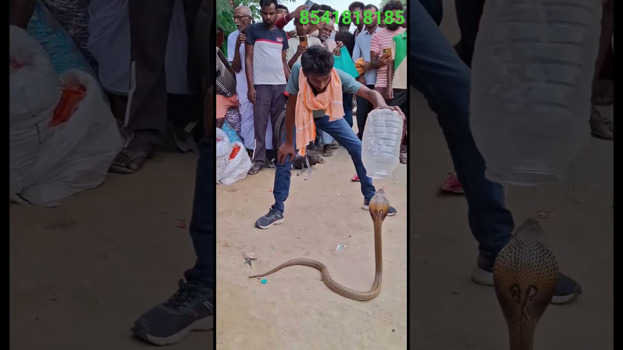 cobra snake 😱☠️#snake #shortvideo #cobra #dangeroussnake #snaketips