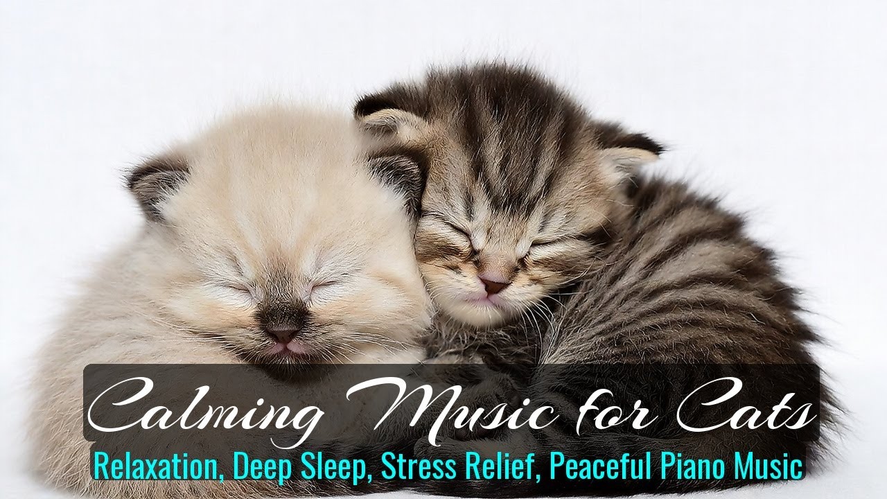 LIVE Sleeping Kittens Together for Comfort and Peace 🐾 | Season 16