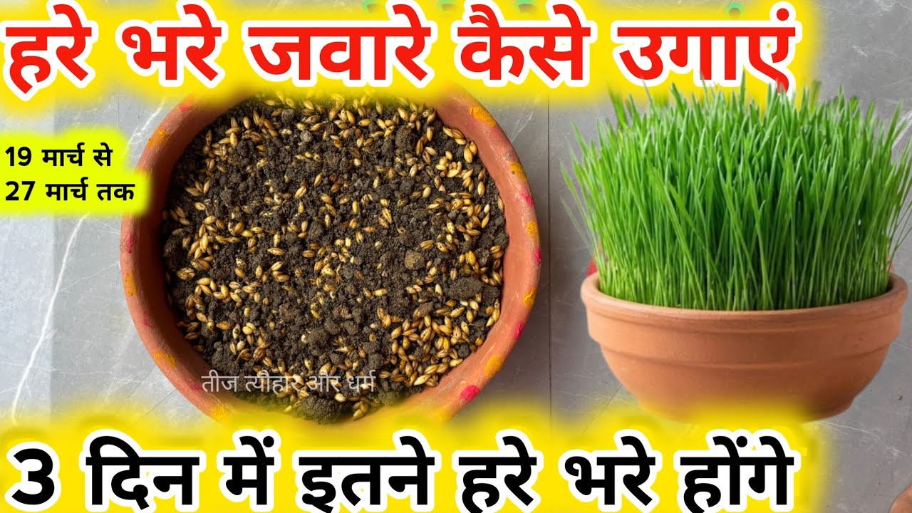 नवरात्रि में हरे भरे ज्वारे कैसे बोएं क्या सावधानी बरतें |नवरात्रि में जवारे बोने की सरल विधि