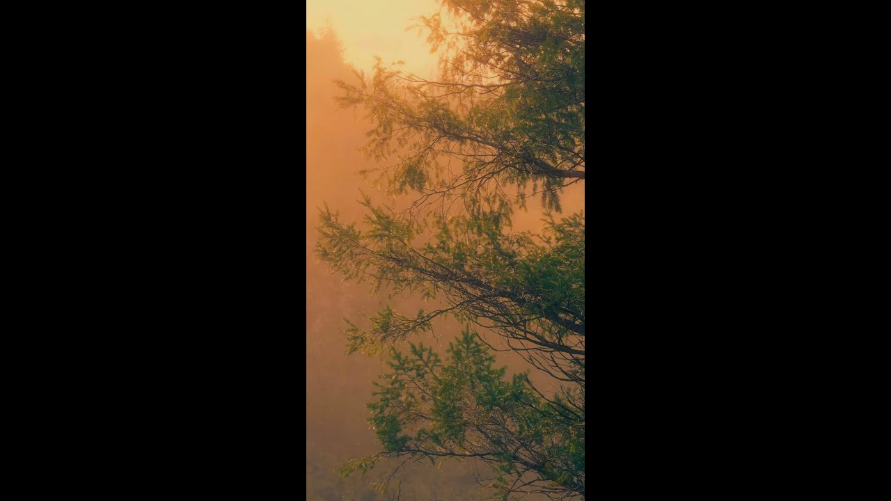 Mist & Rain 🌧️ Vertical 4K HDR | Foggy Forest Rain Sounds for Deep Relaxation