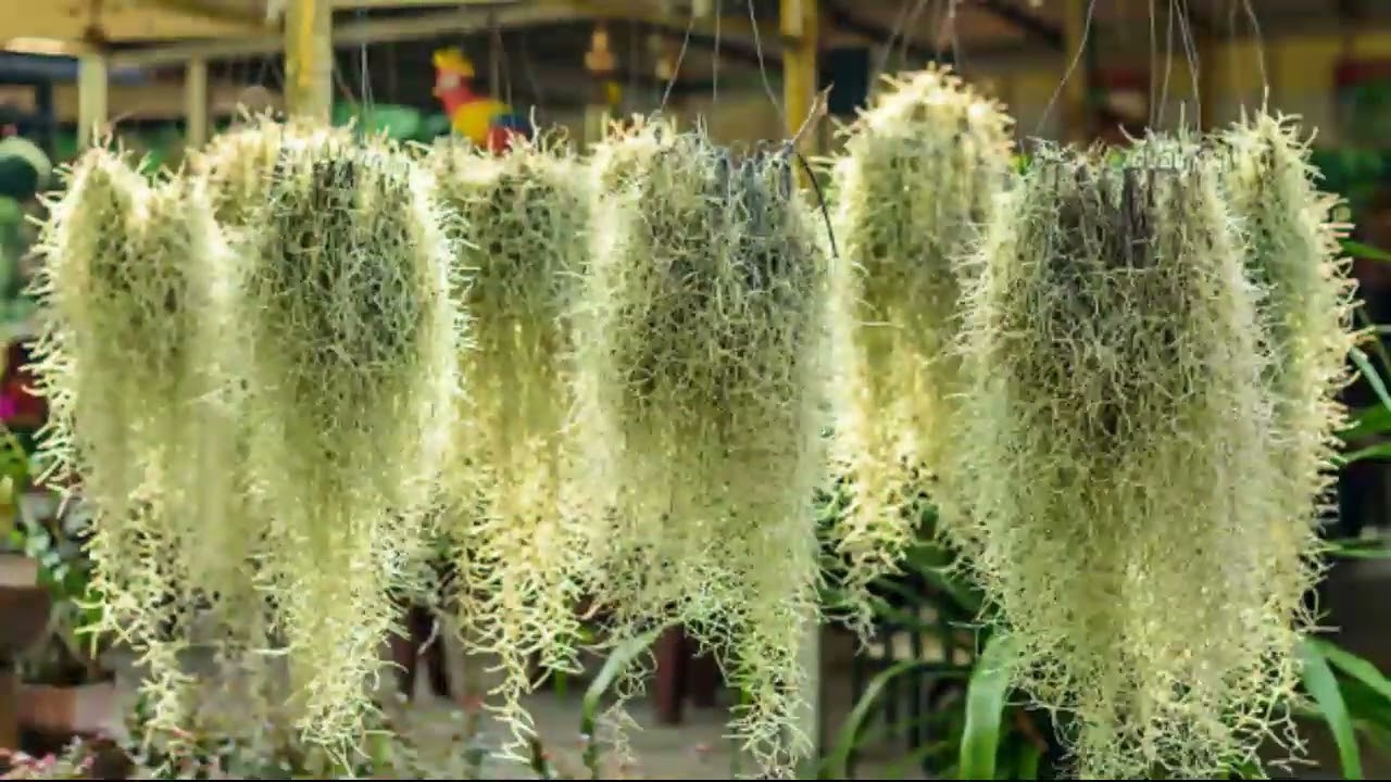 10 Amazing Epiphytes: Secrets of Plants That Live on Air Alone