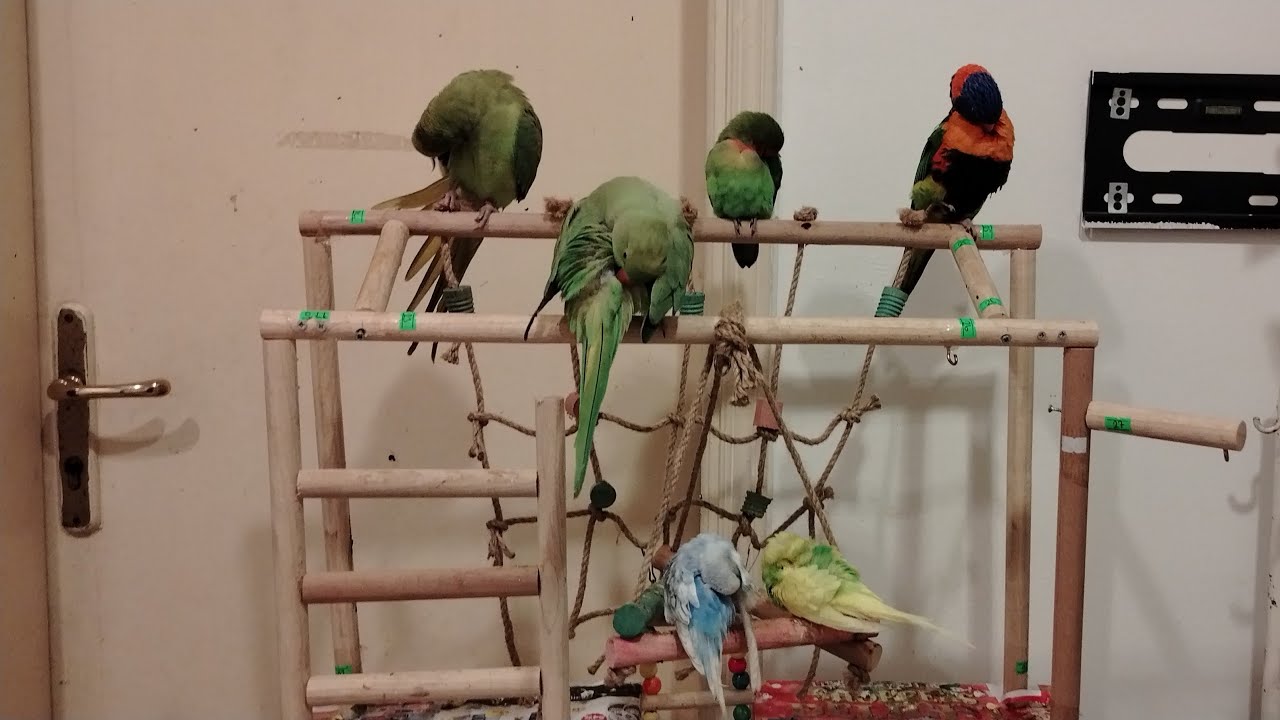Birds parent lover is live!