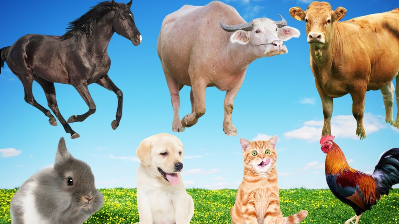 Farm Animal Sounds and Nature Ambience – Relaxing Audio for Sleep, Focus, and Inner Calm