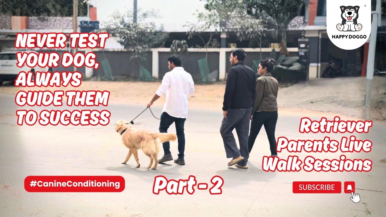 Never Test Your Dog, Guide Them to Success! Retriever Parent Live Walk Session
