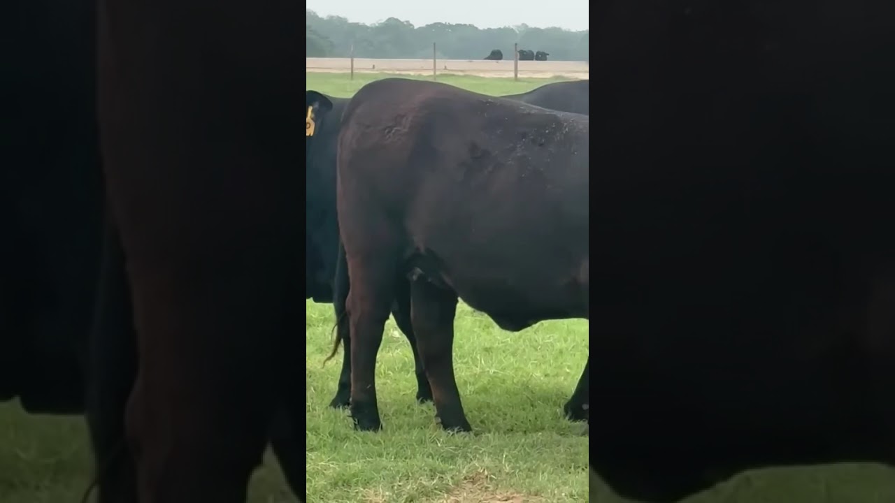 The Cattle Range Listing: 605C854