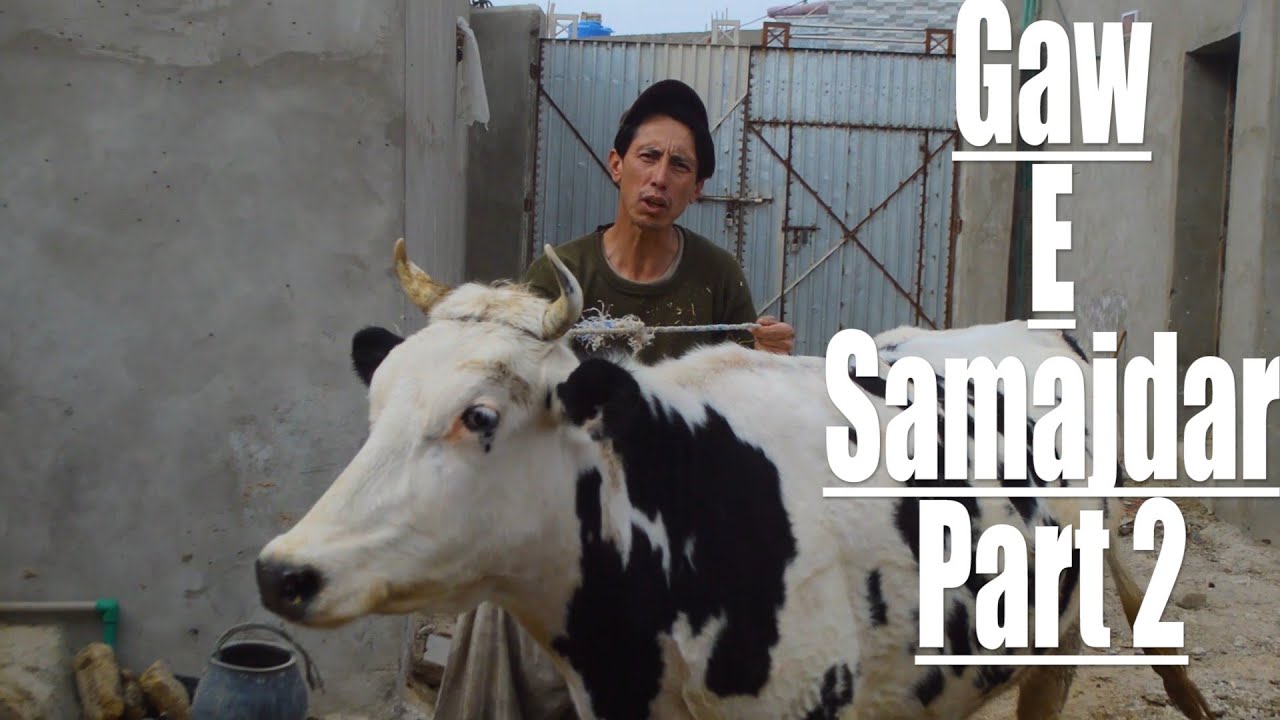 Gaw E Samajdar Part 2 - Cow Edition - ويديو جديد افغاني درباره گاو - Jeffery Brothers | 2020