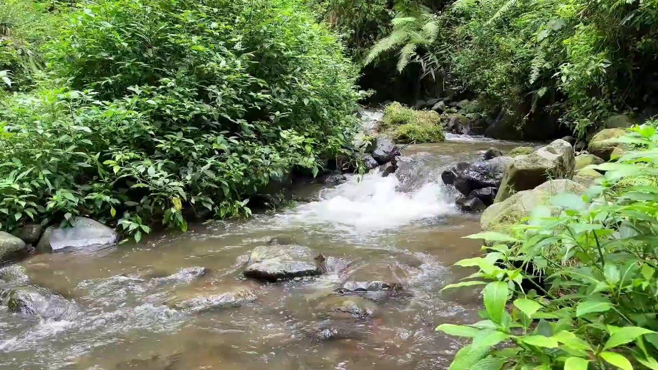 Gentle river relaxation under moonlit forest sky guiding the mind into long deep sleep recovery