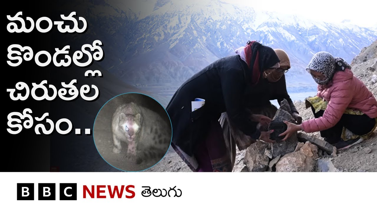 Himalayasలో కంటికి కనిపించని Snow Leopardsను ఈ మహిళలు ఎలా ట్రాక్ చేస్తారంటే.. BBC Telugu