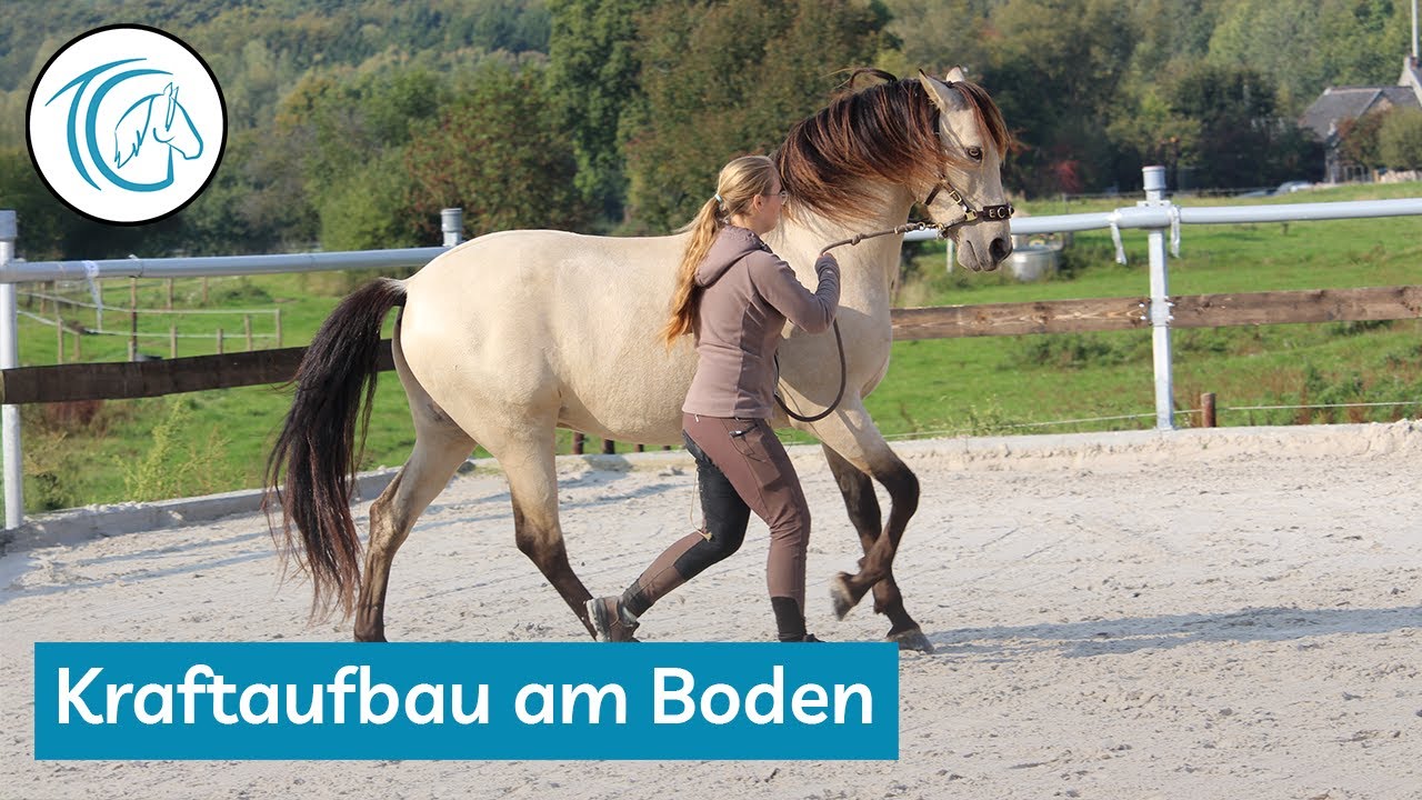 Krafttraining am Boden – 5 effektive Übungen für gezielten Muskelaufbau & gesunde Pferde