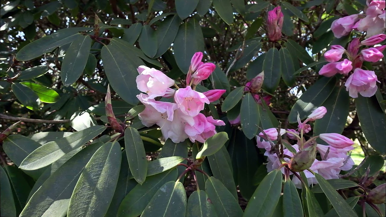 Rhododendron paradise and more! - Caerhays Castle