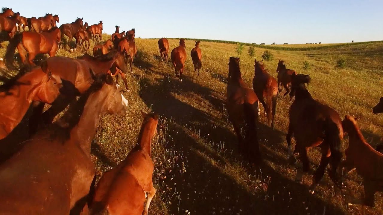 Wild Horses: Humane Treatment