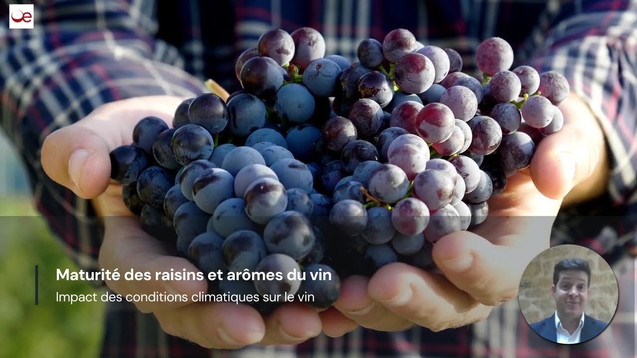 Origine et description des arômes du vin, par Jules Lamon - Oenovino