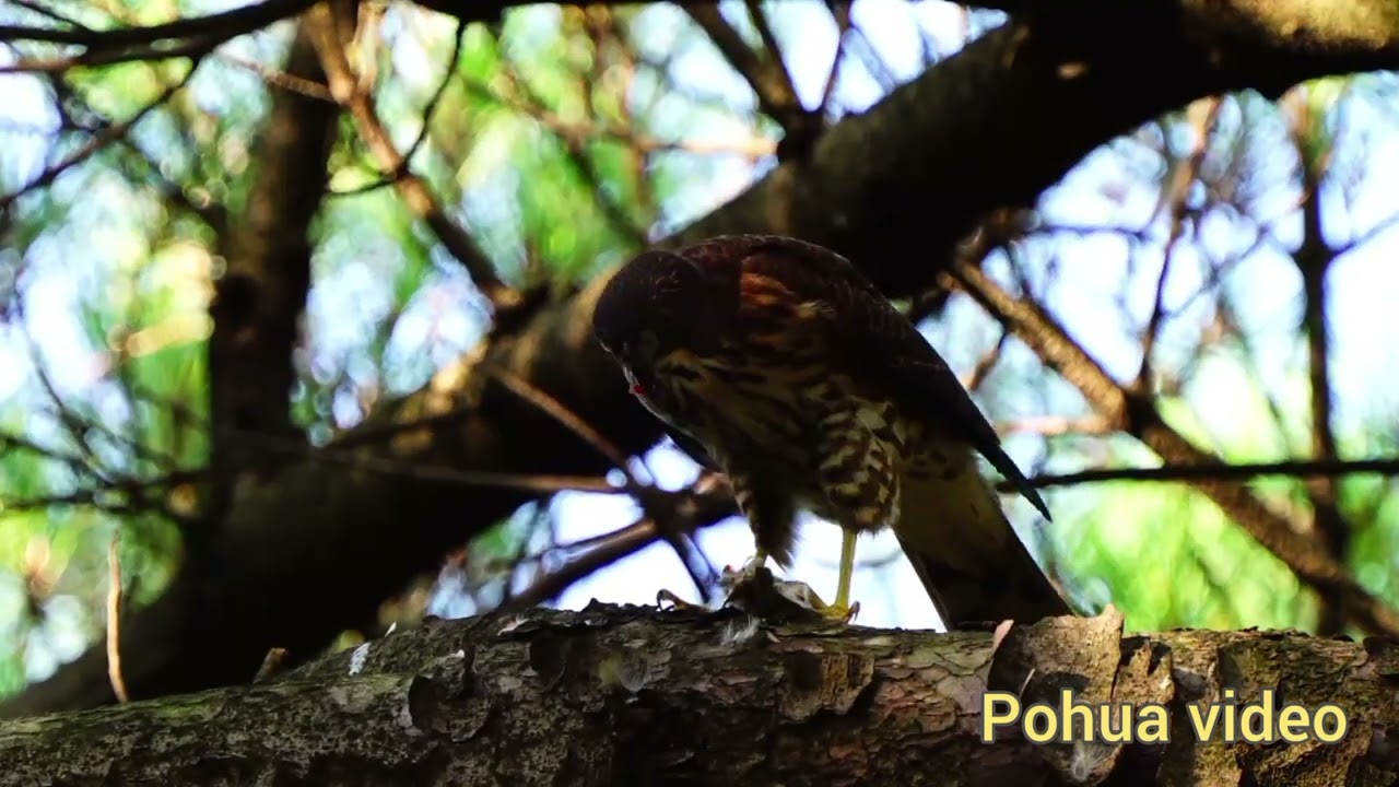 松雀鷹 幼鳥 進食 Besra Hawk  Jr. 2023 7/10