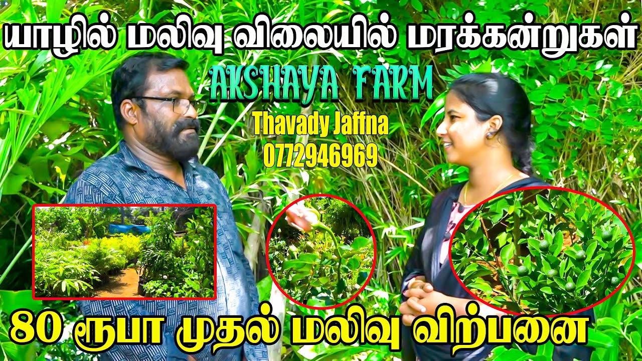 யாழில் மலிவு விலையில் மரக்கன்றுகள்!! 80 ரூபா முதல் | Jaffna Farm | Thavady Farm