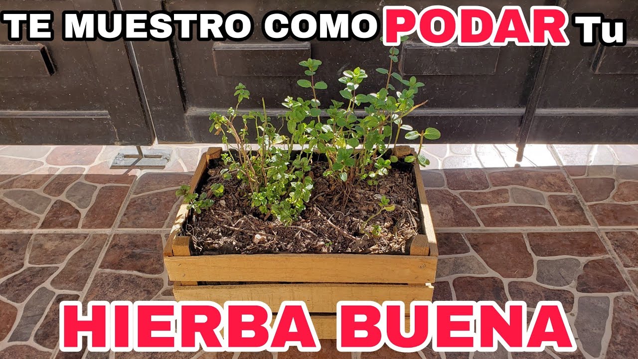 Como podar y cuidar tu hierba buena 🍃🍃 -Explorando suculentas con viky