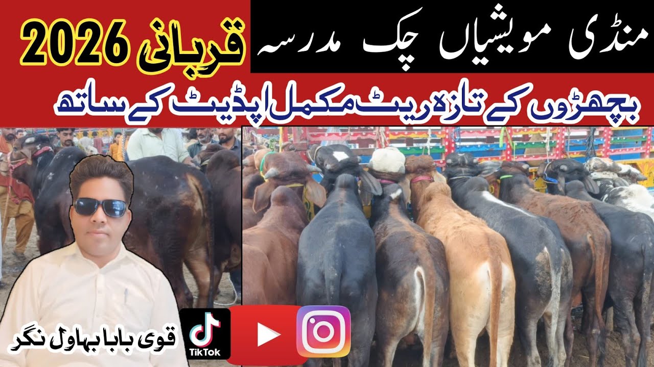 Chak Madrasa Mandi Live | Bachron Ke Taaza Rate 2026 | Qurbani Mandi Update | Qavi Baba Bahawalnagar