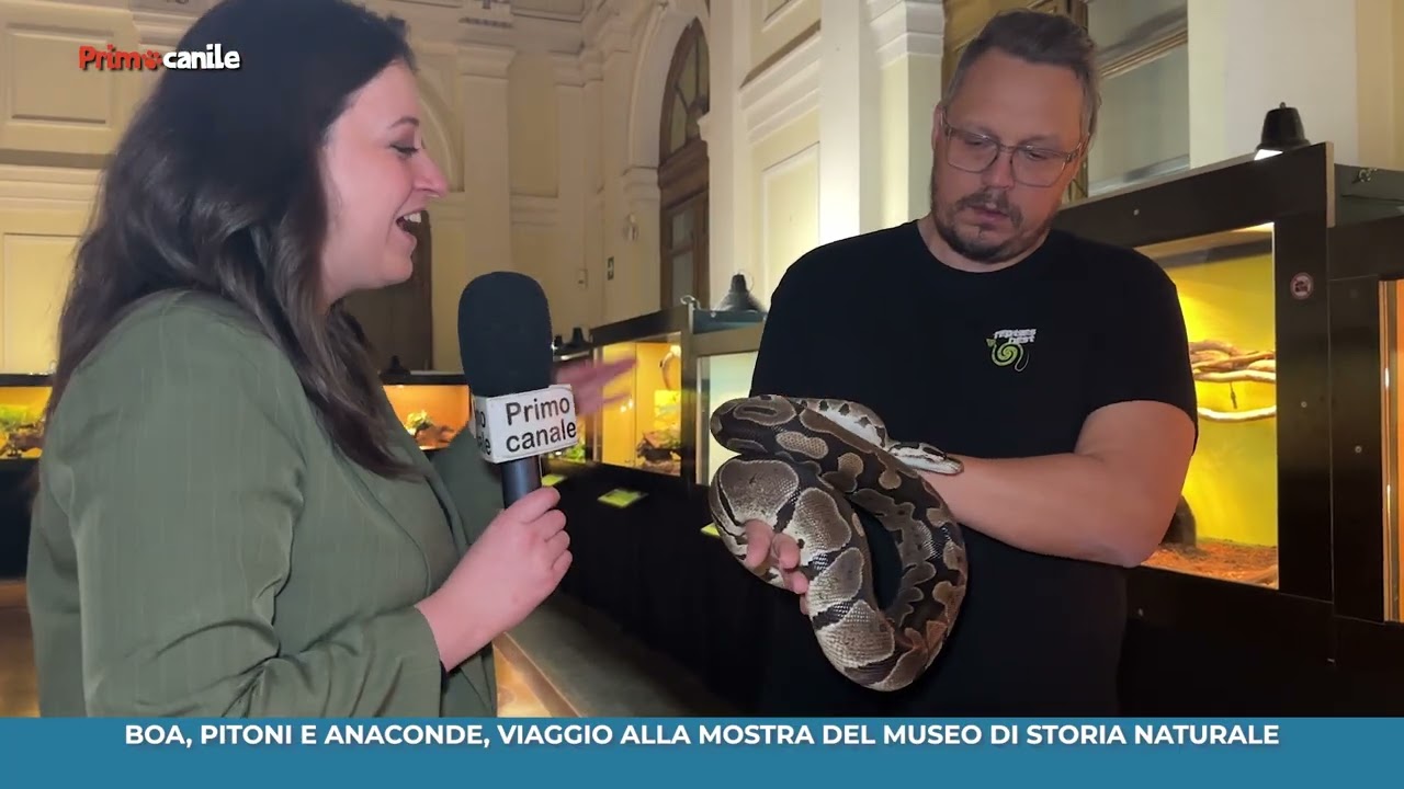 Boa, pitoni e anaconde: viaggio nella mostra al Museo di Storia Naturale