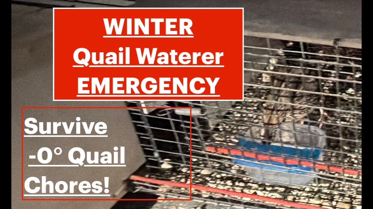 HELP! My Coturinx Quail Watering System FROZE!  Emergency quail watering tips and cage design