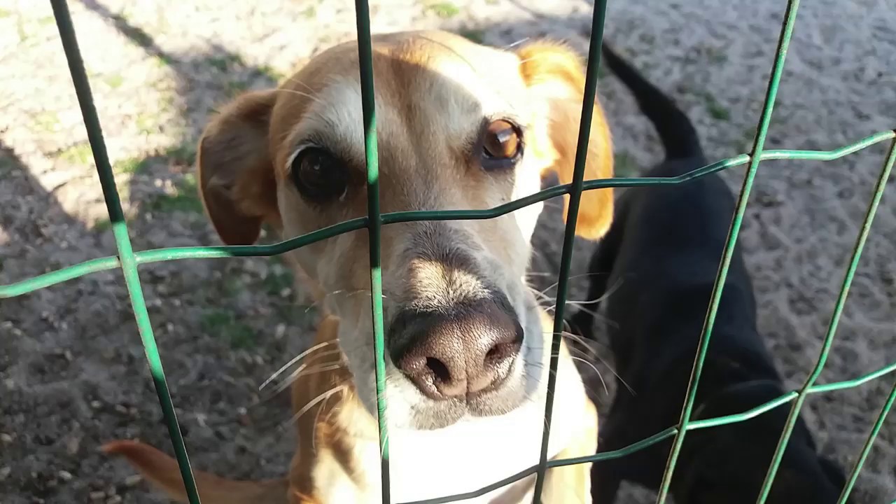 Instalações do Caopeao , Hotel para cães e gatos em Portugal