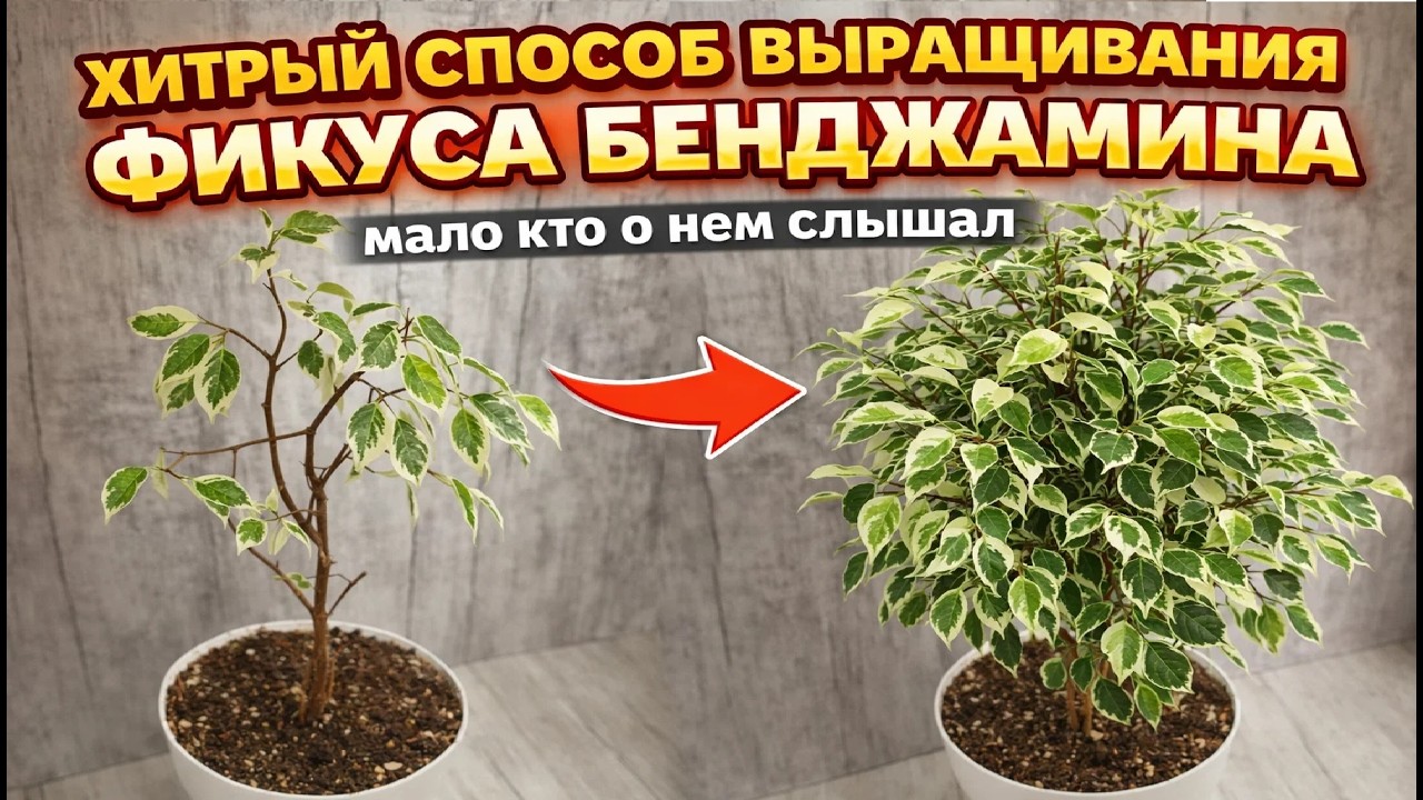 Мало кто знает этот ХИТРЫЙ СПОСОБ быстро получить ПЫШНЫЙ КУСТ ФИКУСА БЕНДЖАМИНА!