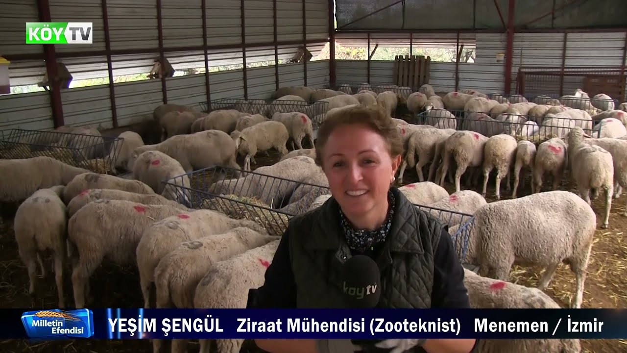 ANADOLU MERİNOSU KOYUN YETİŞTİRİCİLİĞİ / YEŞİM SENGÜL / GÖKTEPE KÖYÜ /MENEMEN / KÖY TV