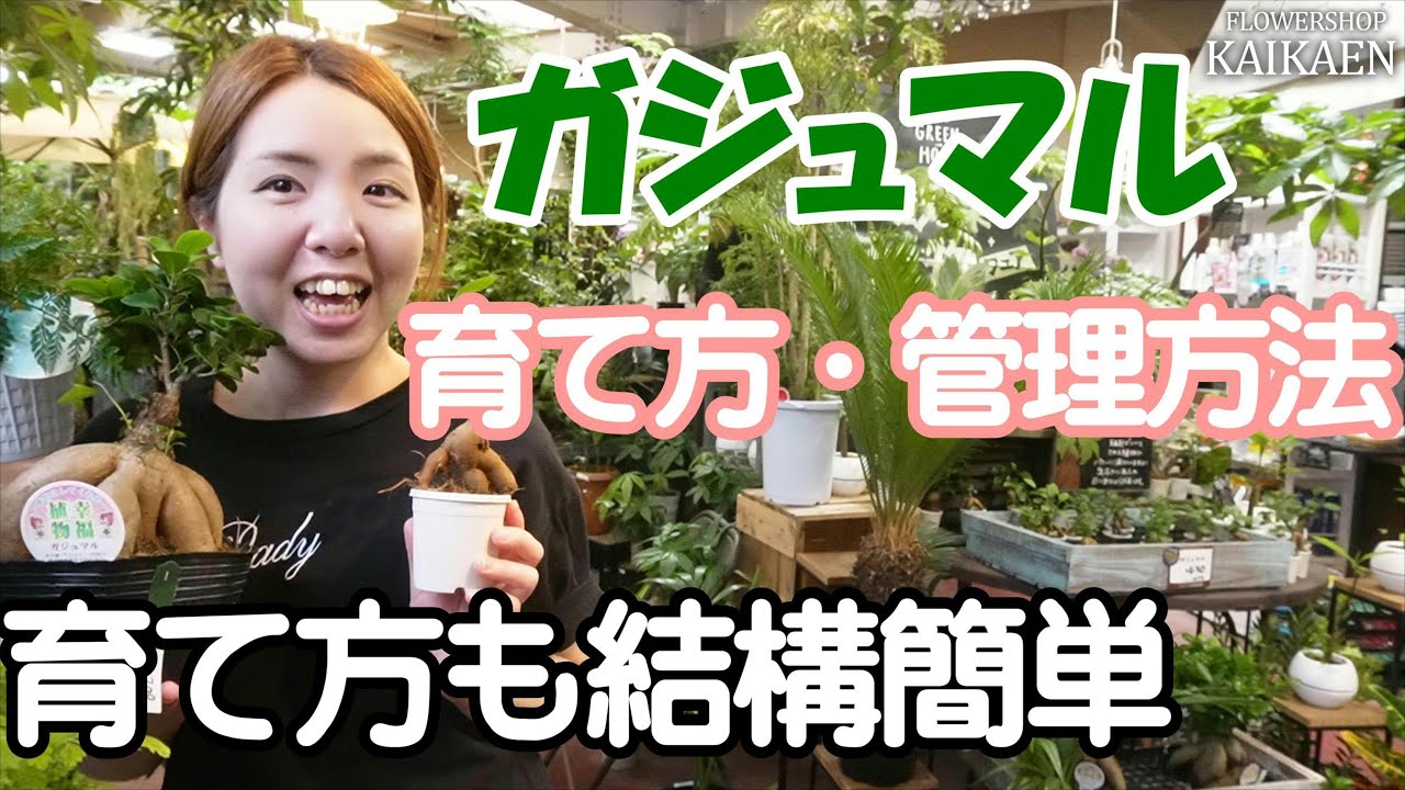 ガジュマル　育て方　管理方法　結構簡単　玄関に置くと良いです　オススメ植物　観葉植物【おうちでガーデニング】開花園チャンネル