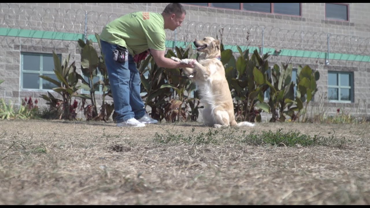 Iowa City In Focus: Prison Dog Training Program