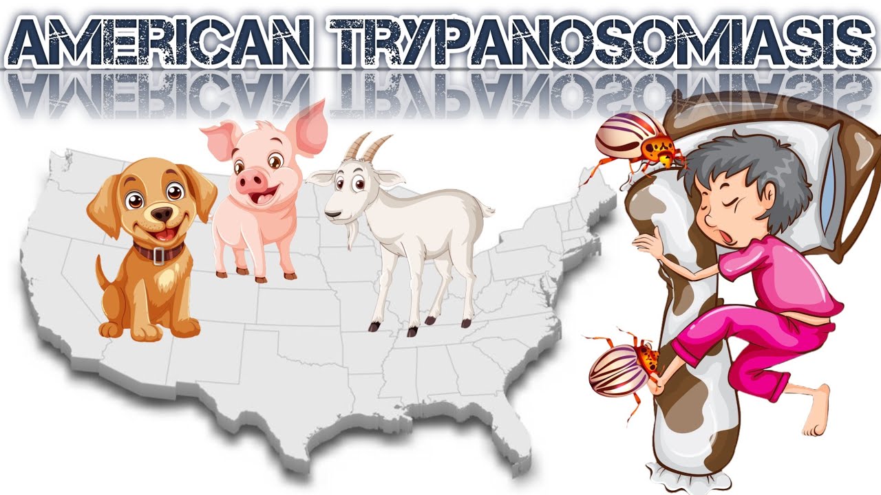 شرح American Trypanosoma (chaga's disease)