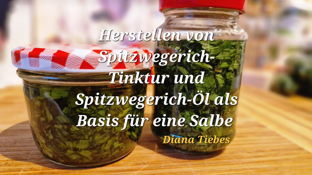 Kr&auml;uter-&Ouml;le und Tinkturen selber herstellen.  Spitzwegerich-Tinktur, Spitzwegerich-&Ouml;l