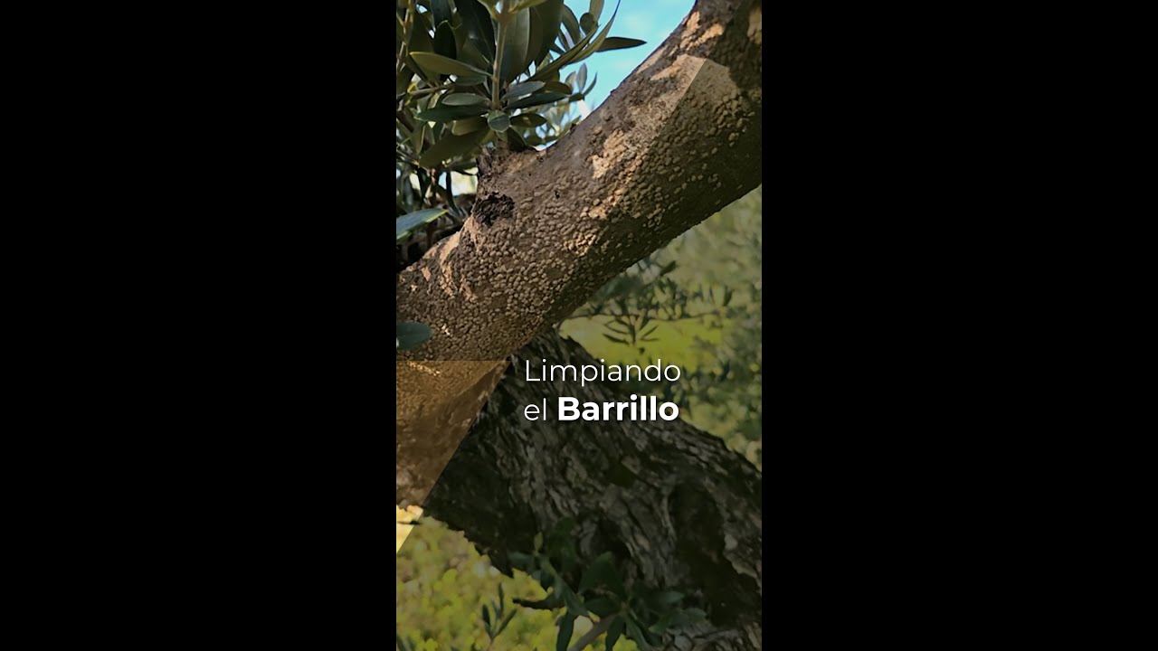 LIMPIANDO EL BARRILLO - GM FERT