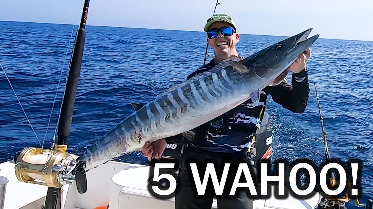 5 Wahoo in 2 Hours! High Speed versus Ballyhoo!