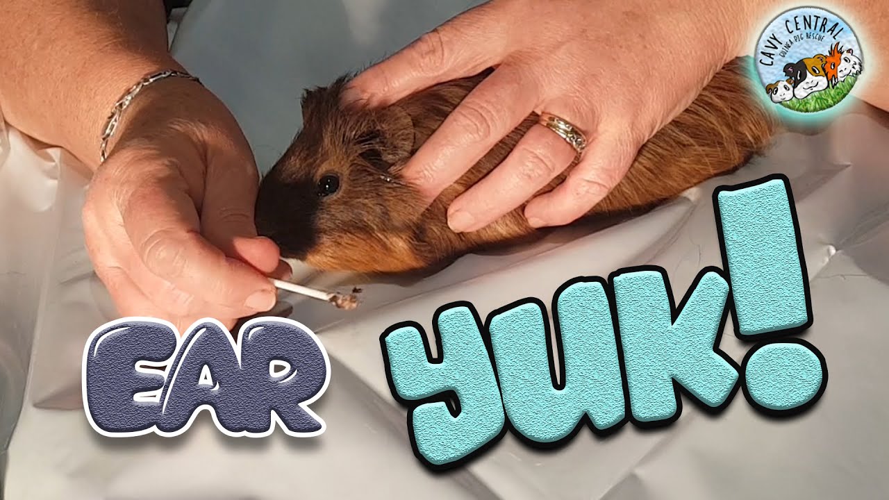 How to clean guinea pig ears and fungal at cavy central guinea pig rescue