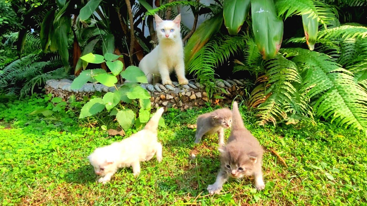 Mama Cat Struggles to Feed Her Kittens, Now They’re Warm and Safe