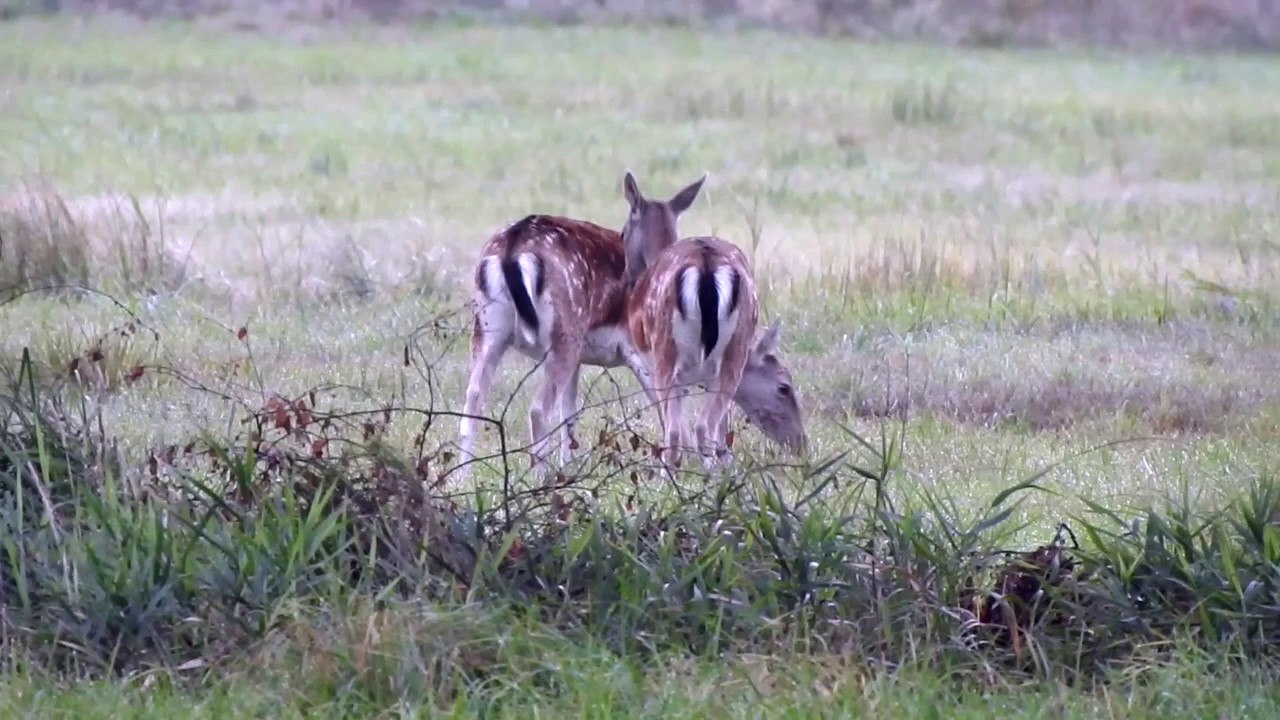 Hirschbrunft Duvenstedter Brook 22 September 2019