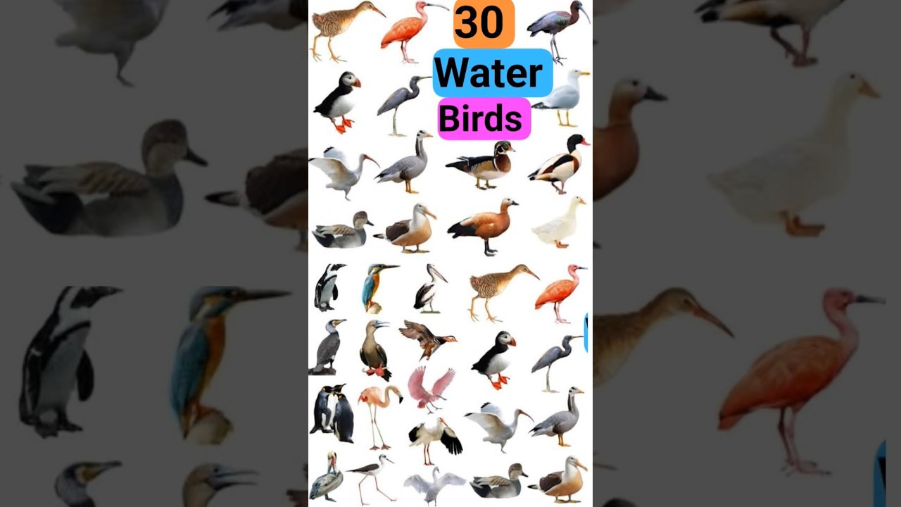 Water Birds Vocabulary I 30 Water Birds Name In English With Picture I Aquatic Birds Name I #video