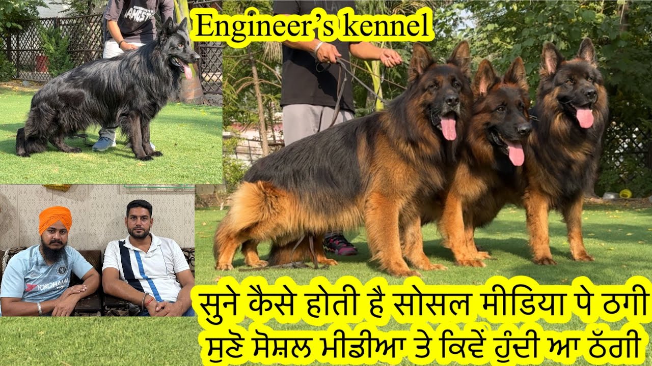 7 Import German shepherd at Engineers kennel ਸੁਣੋ ਸੋਸ਼ਲ ਮੀਡੀਆ ਤੇ ਕਿਵੇਂ ਹੁੰਦੀ ਆ ਠੱਗੀ ਕੁੱਤਿਆਂ ਚ
